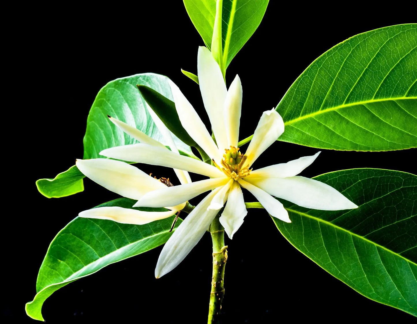 Plant michelia figo Godet 9 cm