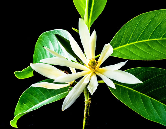 Plant michelia figo Godet 9 cm