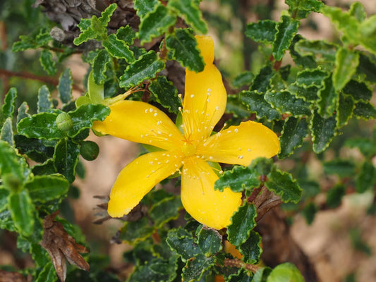 Plant millepertuis hypericum x inodorum MIRACLE®BEAUTY PistacheGodet 9 cm