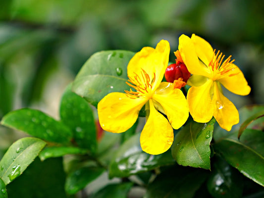 Plant millepertuis hypericum x inodorum MIRACLE®BEAUTY GrandeurGodet 9 cm