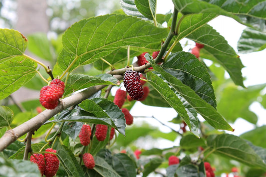 Plant mûrier morus alba FruitlessGodet 9 cm