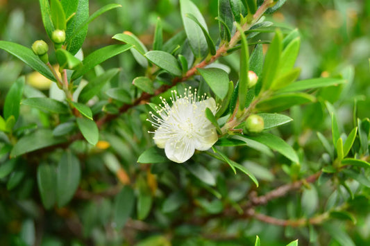 Plant myrte myrtus communis var. microphylla Godet 9 cm