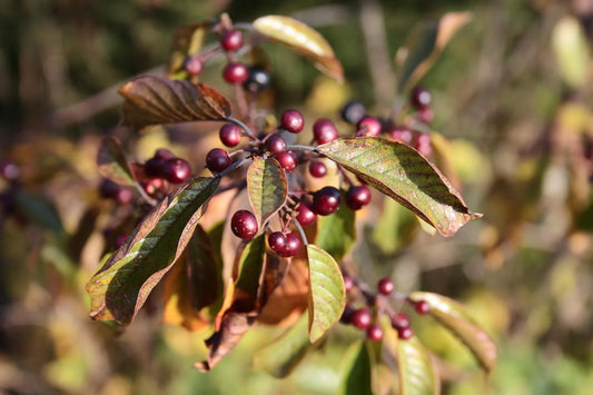Plant nerprun rhamnus cathartica Godet 9x9x13