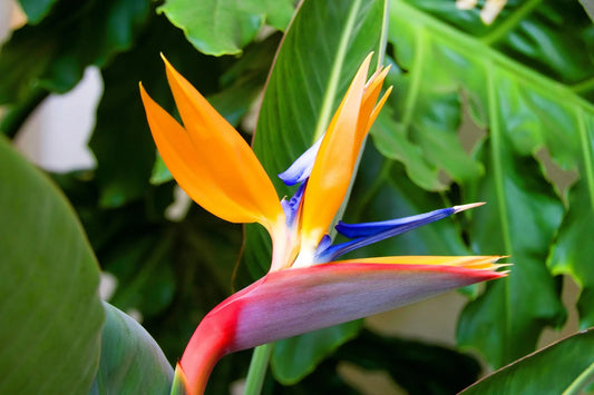 Plant oiseau de paradis strelitzia reginae Godet 10 cm