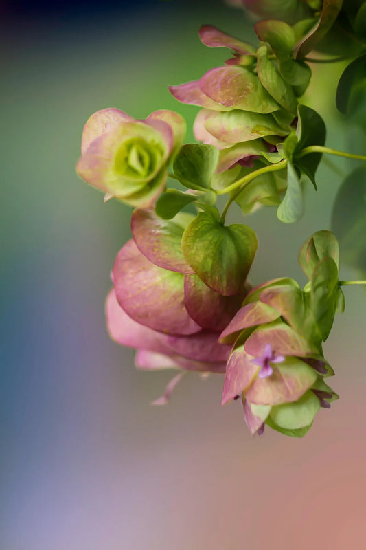 plant origan (origanum rotundifolium kent beauty) godet 9 cm