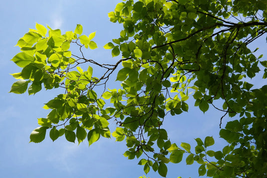 Plant orme ulmus minor Godet 9x9x13
