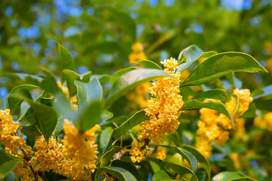 Plant osmanthe osmanthus x burkwoodii Godet 9 cm