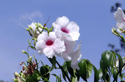 Plant pandorea jasminoides Godet 9 cm