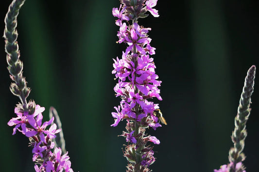 Plant parahebe lyallii Godet 9 cm