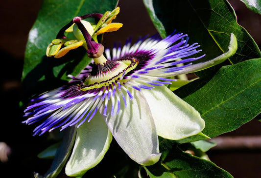 Plant passiflore passiflora antioquiensis Godet 9 cm
