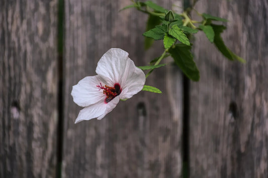 Plant pavonia praemorsa Godet 9 cm