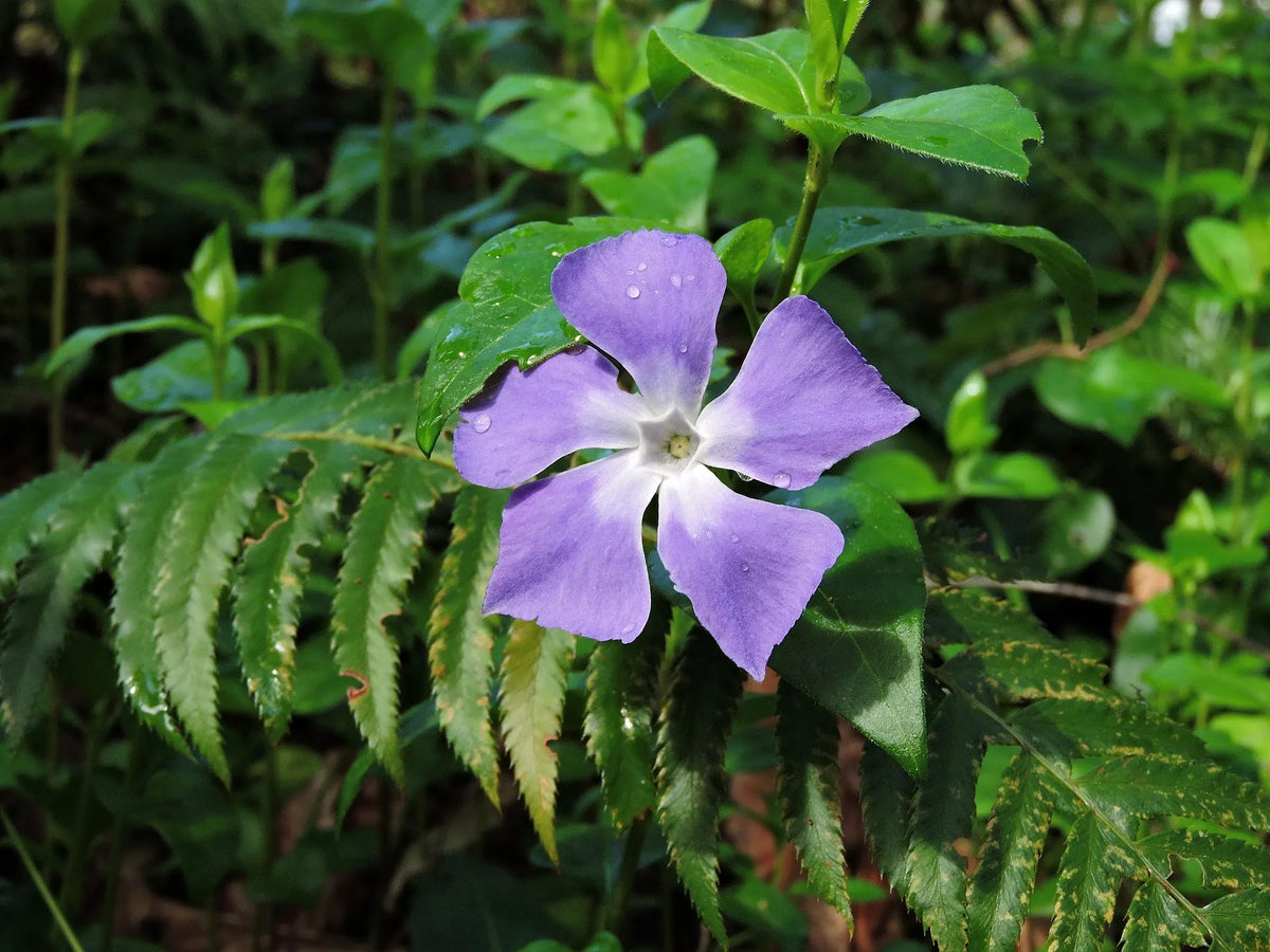 plant pervenche (vinca minor cahillil) godet 9 cm