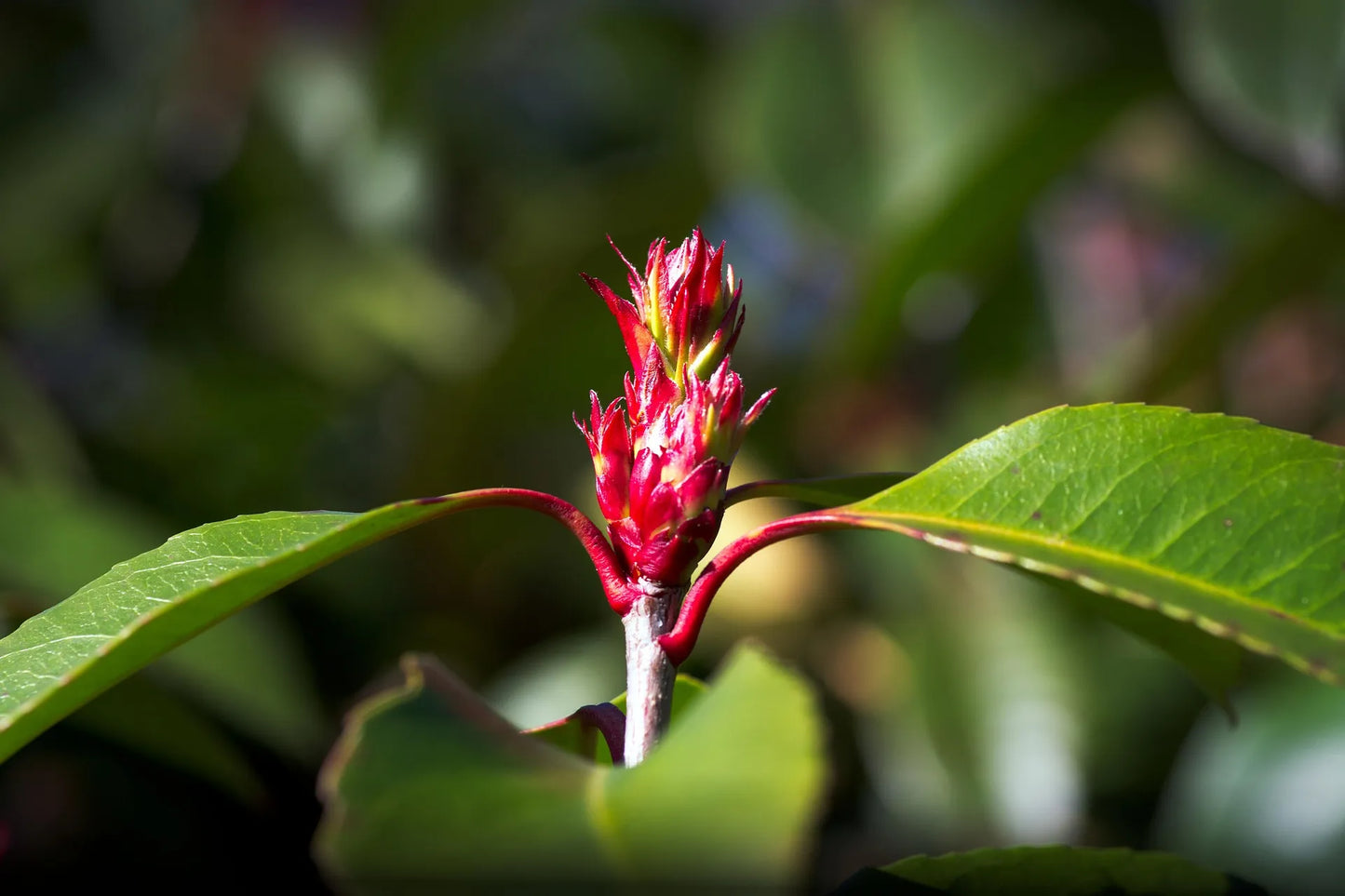Plant photinia x fraseri Red RobinGodet 9 cm