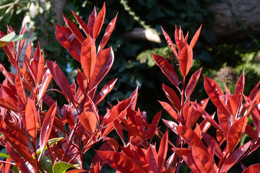 Plant photinia x fraseri LOUISE 'Mc Larlou'Godet 9 cm