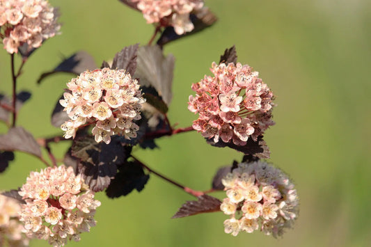Plant physocarpe physocarpus opulifolius Red BaronGodet 9 cm