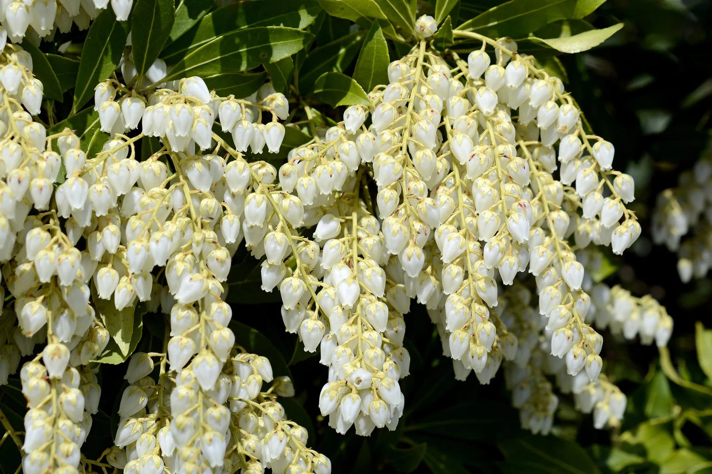 Plant pieris, andromède pieris japonica Flaming SilverGodet 9 cm