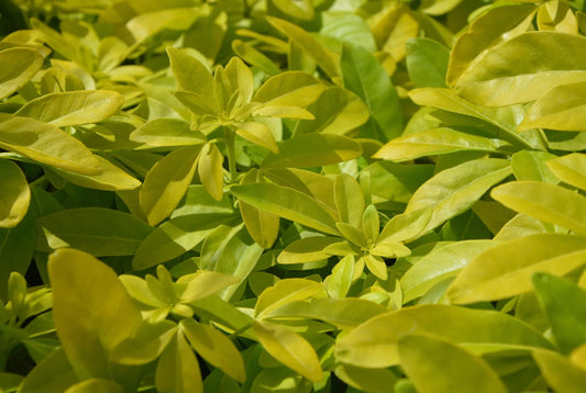 Plant pittosporum tobira Neige du Mont VentouxGodet 9 cm