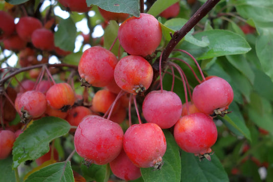 Plant pommier malus ToringoGodet 9 cm