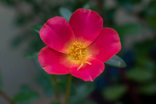 Plant potentille potentilla fruticosa DANNY BOY 'Lissdan'Godet 9 cm