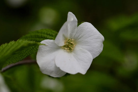 Plant rhodotypos scandens Godet 9 cm