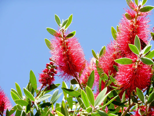 Plant rince-bouteille callistemon viminalis 'Hannah Ray'Godet 9 cm