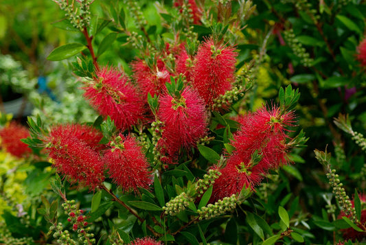 Plant rince-bouteille callistemon viminalis 'Little John'Godet 9 cm