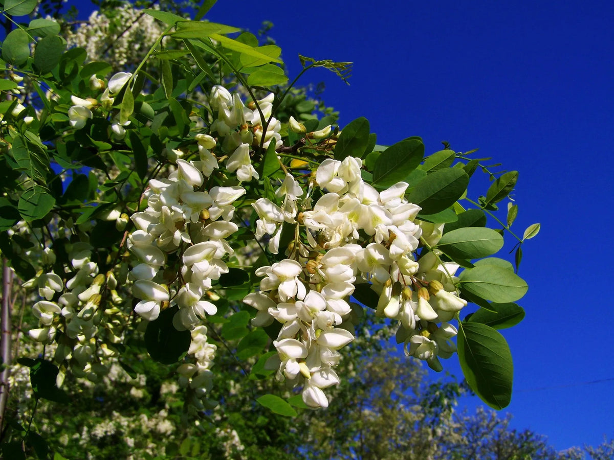 plant robinier (robinia pseudoacacia lace lady) godet 9 cm