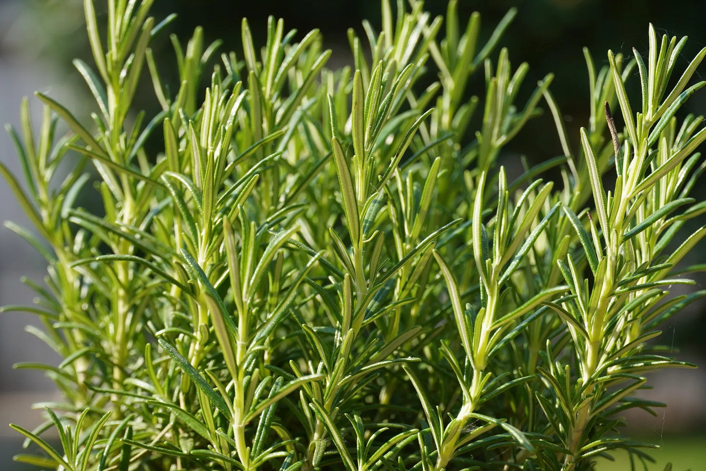 Plant romarin rosmarinus officinalis Blue WinterGodet 9 cm