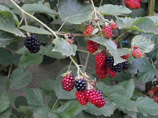 Plant ronce rubus tricolor Godet 9 cm