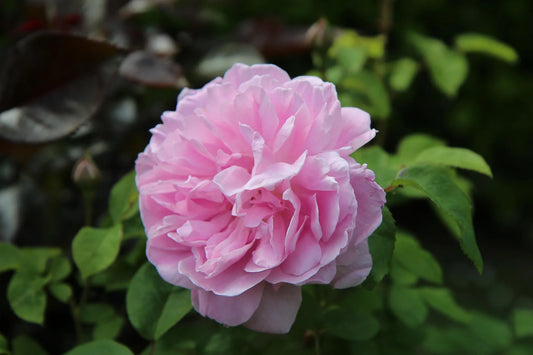 Plant rosier rosa PablitoGodet 9 cm