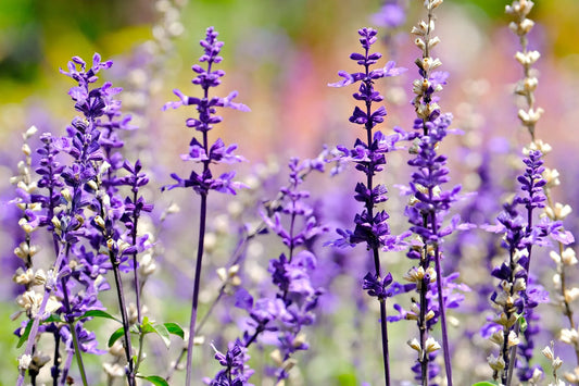Plant sauge salvia discolor Godet 9 cm