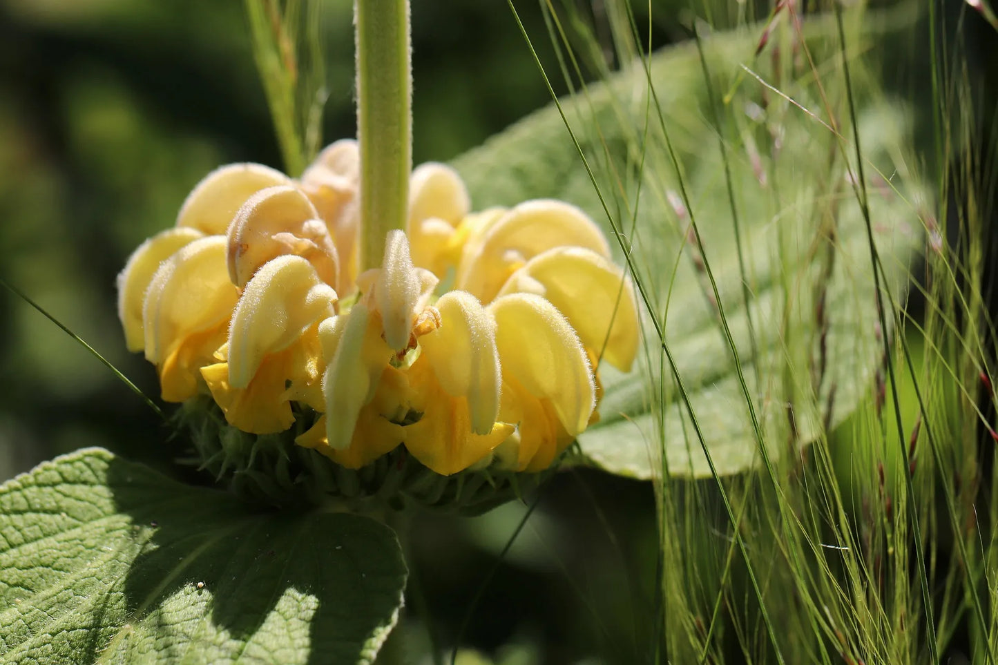 Plant phlomis lanata Godet 9 cm