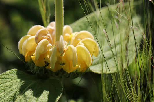 Plant phlomis lanata Godet 9 cm