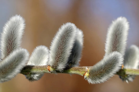 Plant saule salix arenaria Godet 10 cm