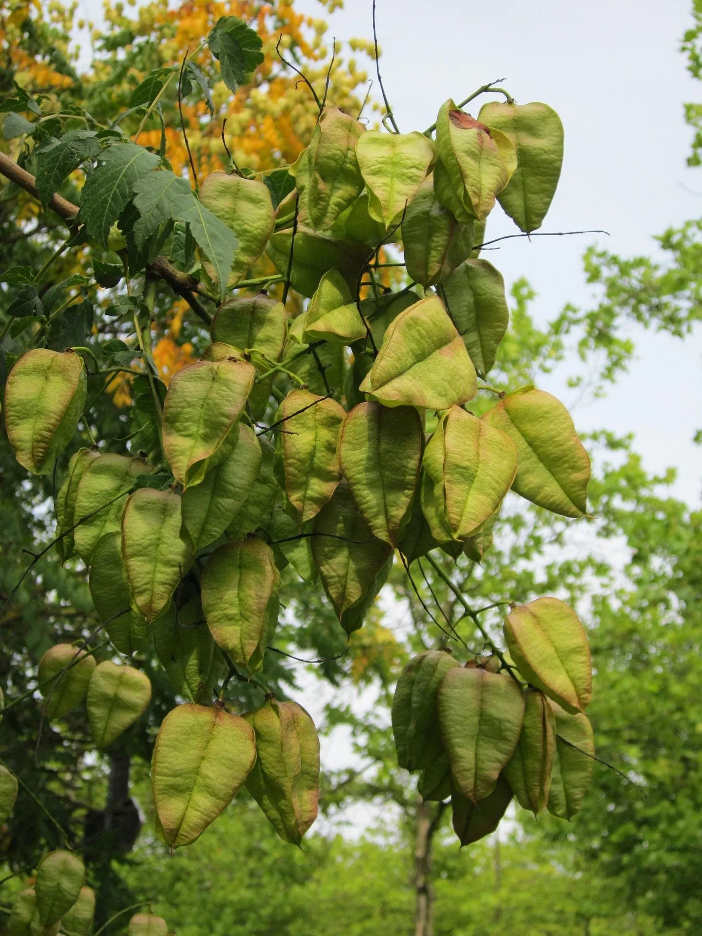 Plant savonnier koelreuteria paniculata Godet 9x9x13