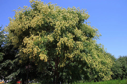 Plant savonnier koelreuteria paniculata Godet 9x9x13