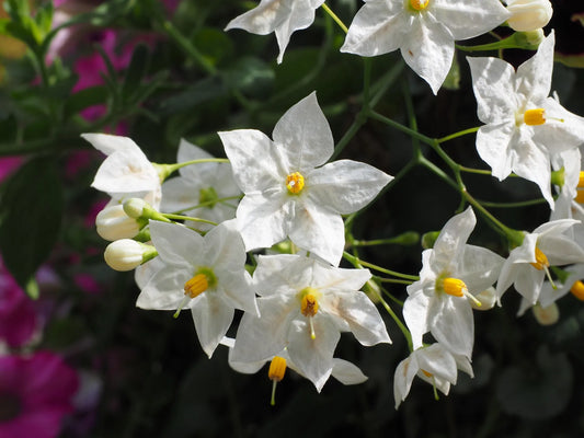 Plant solanum jasminoides Godet 9 cm