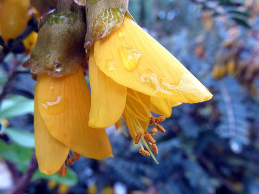 Plant sophora prostrata Little BabyGodet 9 cm