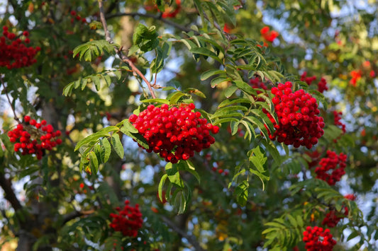 Plant sorbier sorbus domestica Godet 9x9x13