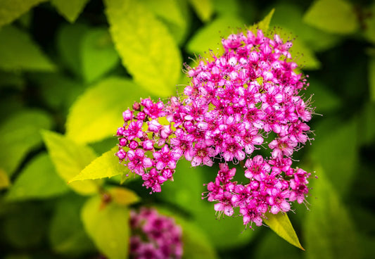 Plant spirée spiraea japonica SPARKLING CHAMPAGNE 'Lonspi'Godet 9 cm