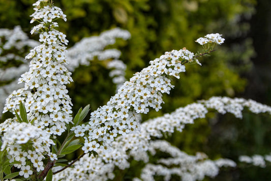 Plant spirée spiraea japonica MAGIC CARPET 'Walbuma'Godet 9 cm