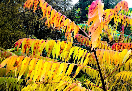 Plant sumac rhus chinensis Godet 9 cm