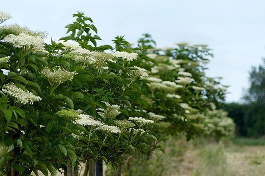 Plant sureau sambucus nigra GOLDEN TOWER 'Jdeboer001'Godet 9 cm