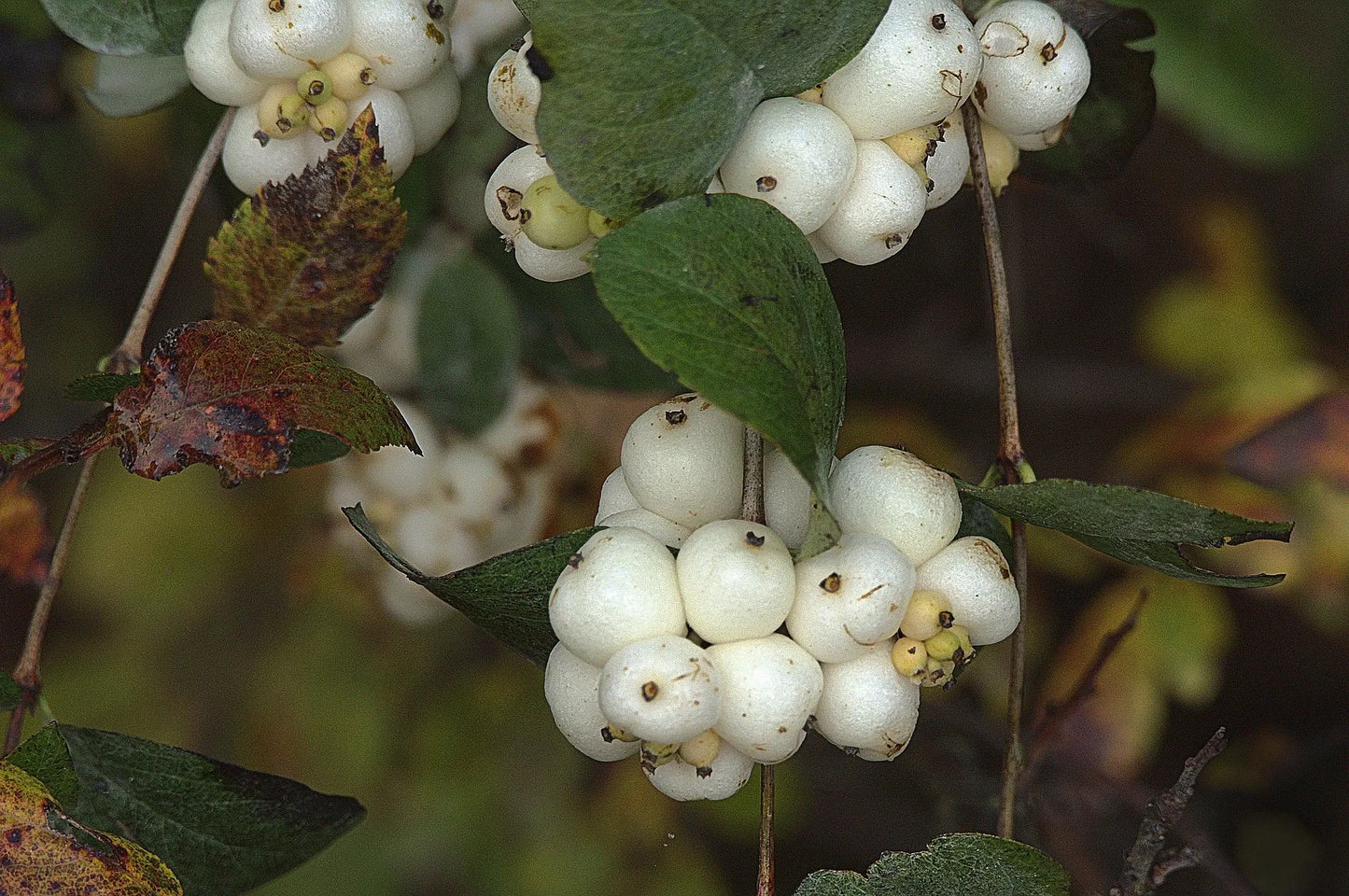 Plant symphorine symphoricarpos x doorenbosii Mother of PearlGodet 9 cm