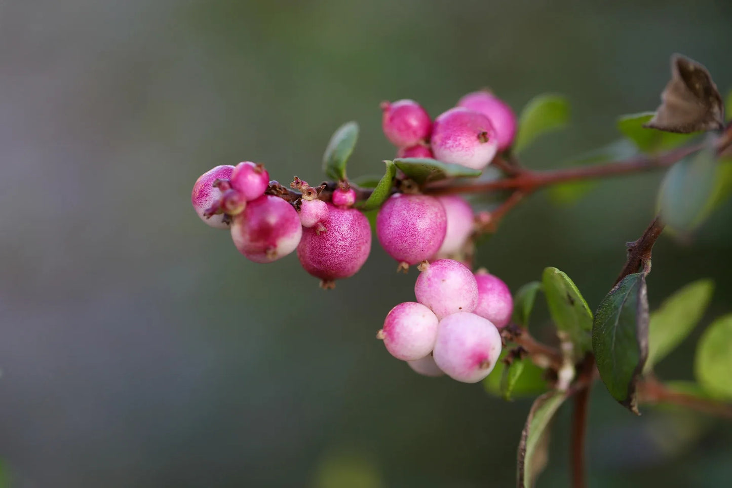 Plant symphorine symphoricarpos x doorenbosii Mother of PearlGodet 9 cm