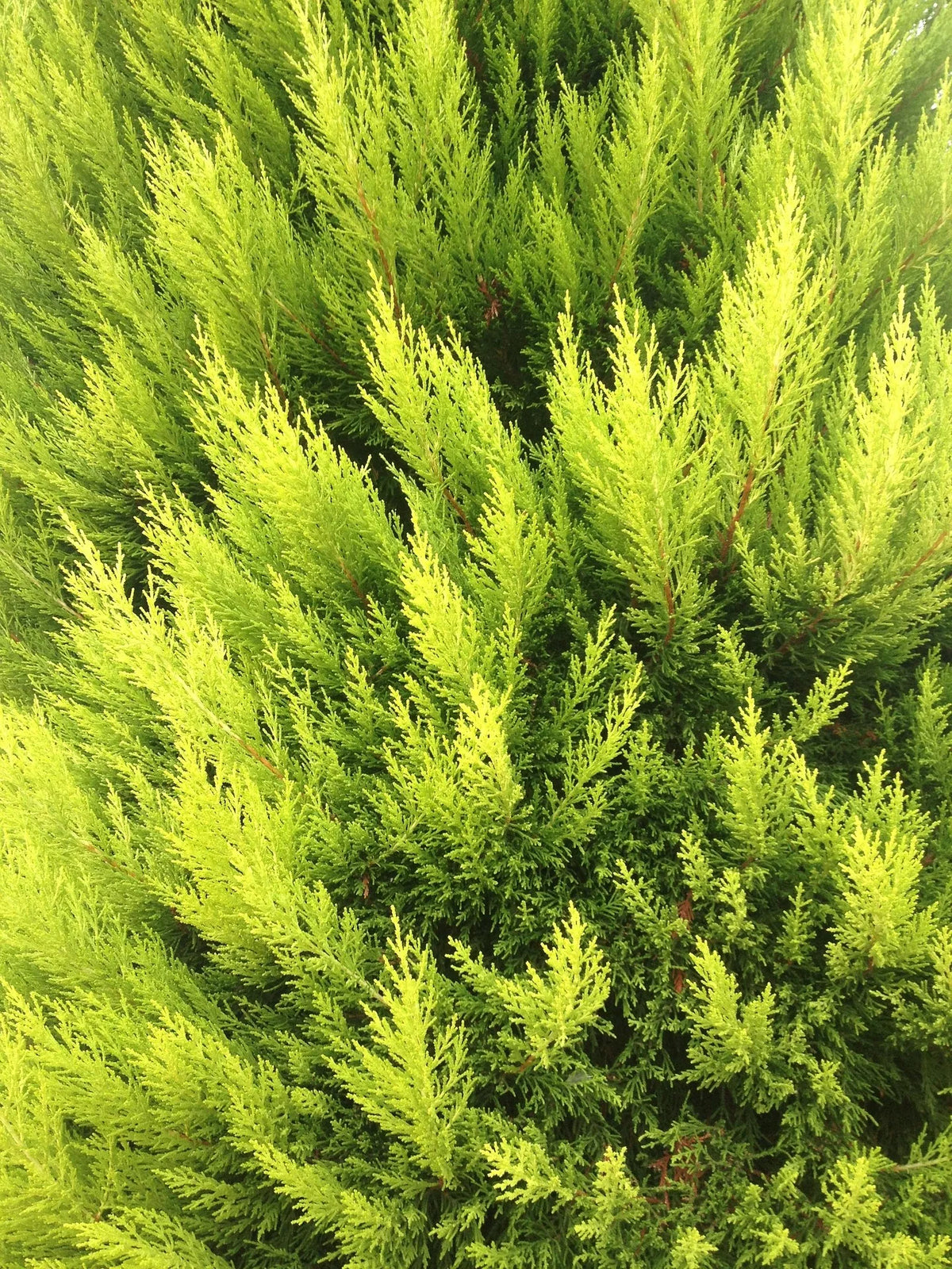 plant thuya (thuja plicata var. aureovariegata zebrina) godet 9 cm