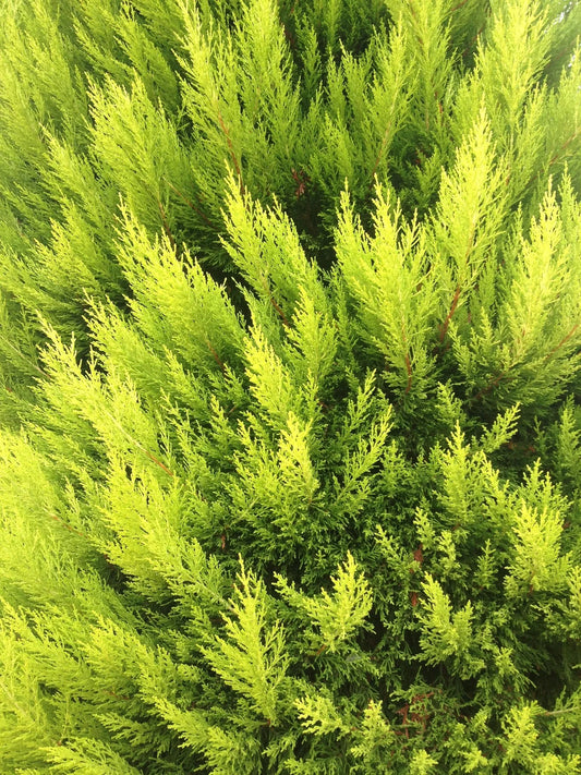 plant thuya (thuja plicata var. aureovariegata zebrina) godet 9 cm