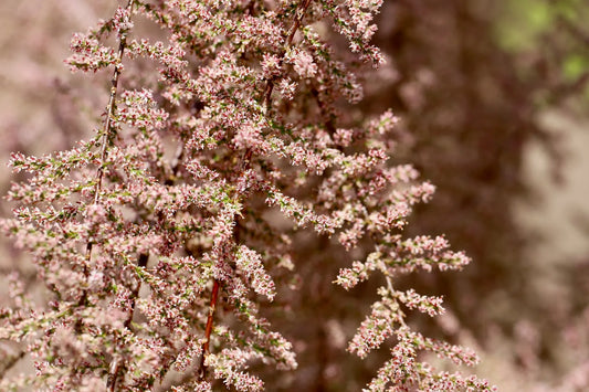 Plant tamaris tamarix ramosissima Pink CascadeGodet 10 cm