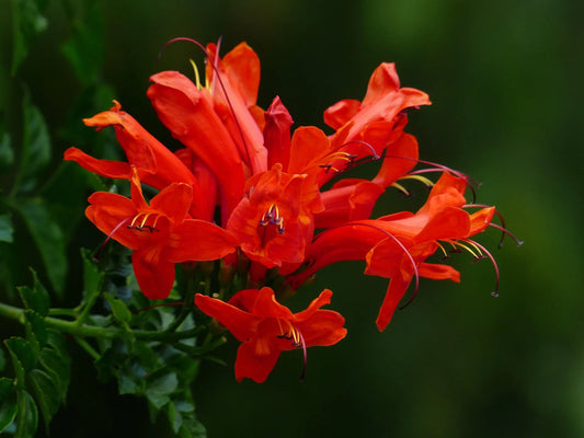 Plant tecomaria capensis Godet 9 cm