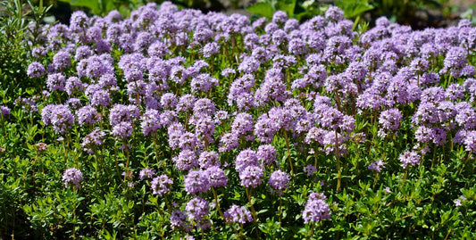 Plant thymbra capitata Godet 9 cm
